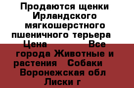 Продаются щенки Ирландского мягкошерстного пшеничного терьера › Цена ­ 30 000 - Все города Животные и растения » Собаки   . Воронежская обл.,Лиски г.
